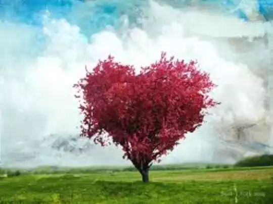 ALBERO CUORE.jpg